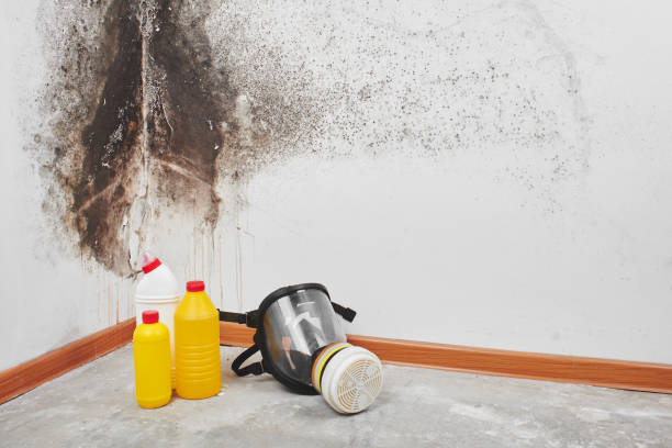 Best Crawl Space Mold Removal  in Fannett, TX