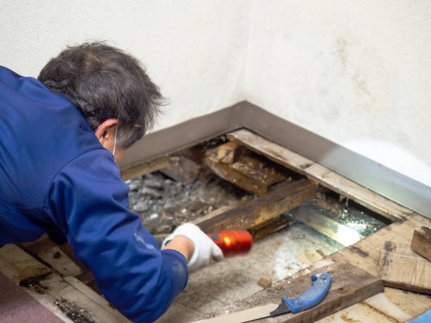 Best Fast Mold Removal  in Fannett, TX