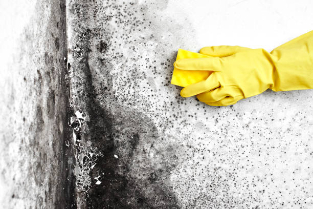 Mold Removal and Inspection in Fannett, TX