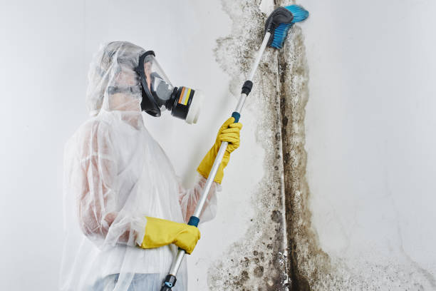 Best Toxic Mold Removal  in Fannett, TX