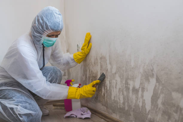 Trusted Fannett, TX Mold Removal Experts
