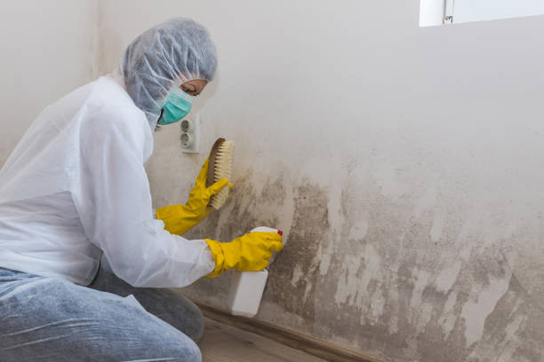 Fannett, TX Mold Removal Company