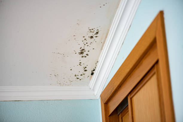 Best Mold Cleaning Services  in Fannett, TX