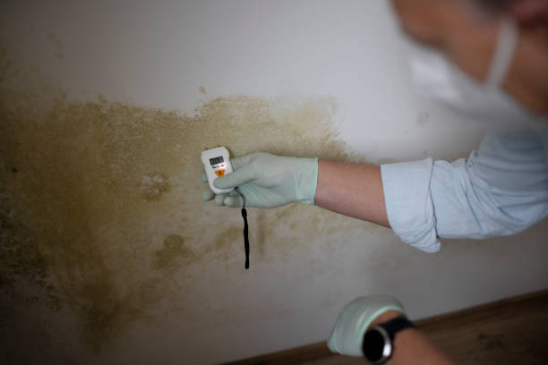 Best Crawl Space Mold Removal  in Fannett, TX
