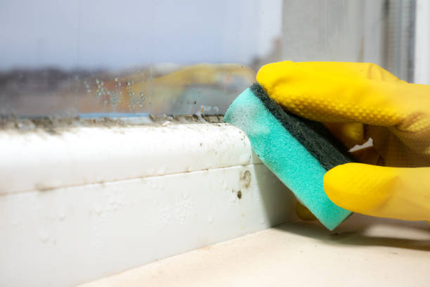Best Mold Removal Company Near Me  in Fannett, TX