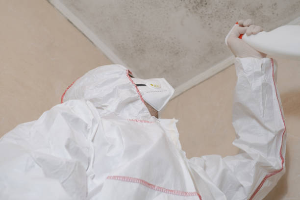 Best Mold Remediation  in Fannett, TX