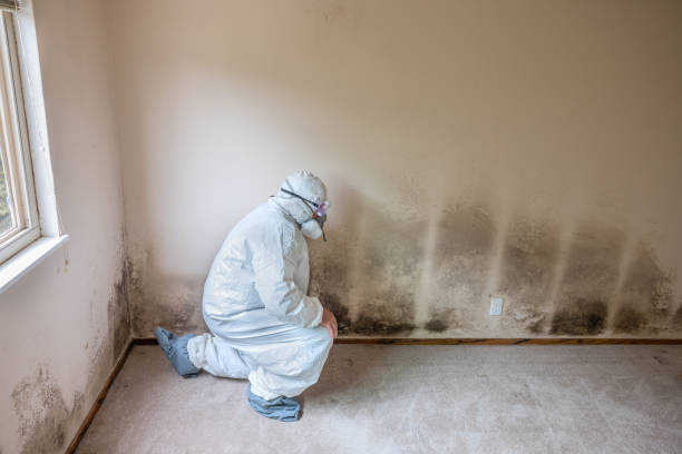 Best Attic Mold Removal  in Fannett, TX