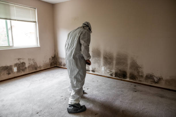 Best Toxic Mold Removal  in Fannett, TX