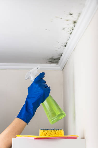 Best Mold Removal Company Near Me  in Fannett, TX