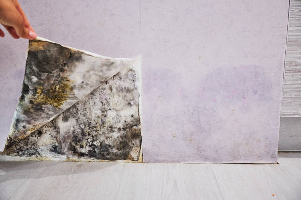 Best Emergency Mold Removal  in Fannett, TX